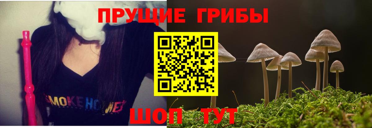 Псилоцибиновые грибы Psilocybe Сердобск